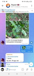 Прикрипленное изображение