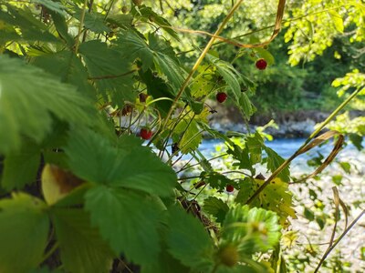 Прикрипленное изображение